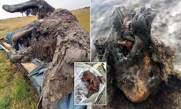 39,000-Year-Old Cave Bear Thawed Out of Permafrost in Siberia is Perfectly Preserved
