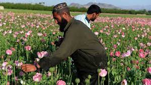 Opium Cultivation Halted By Taliban