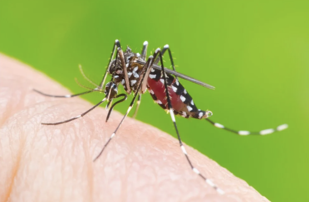 Dengue cases rising sharply in India