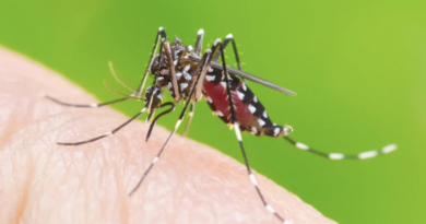 Dengue cases rising sharply in India